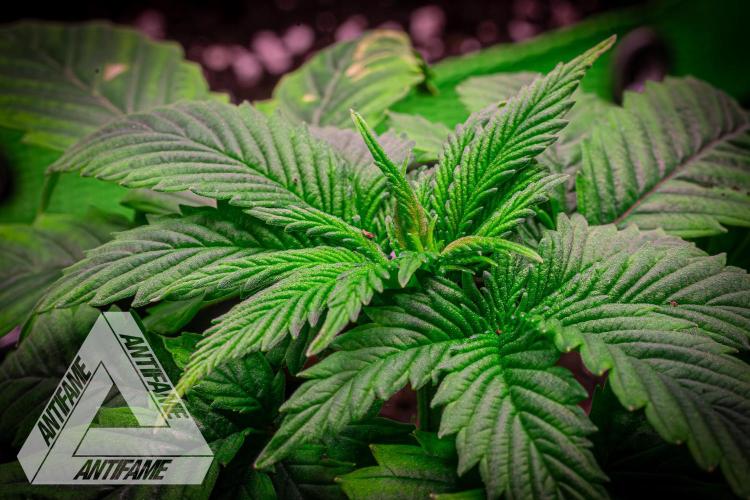 IZI SEEDS - Grandpa Zombie genetics femR. Week 3