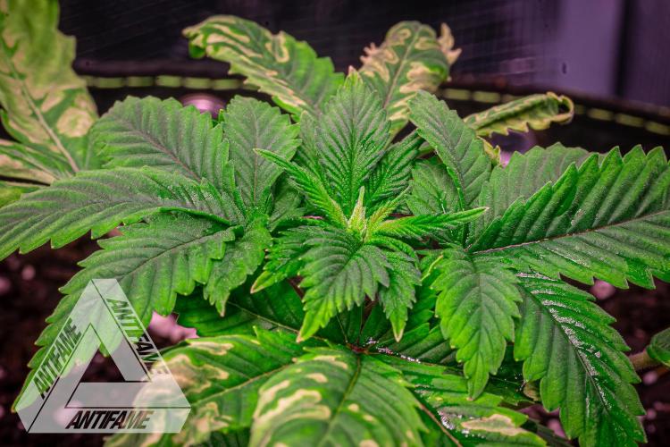 IZI SEEDS - Grandpa Zombie Genetics FemY. Week 3