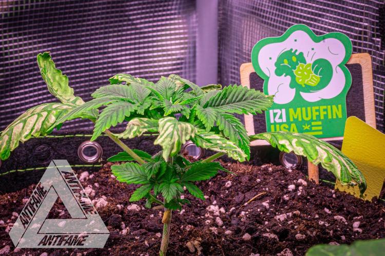 IZI SEEDS - Grandpa Zombie Genetics FemY. Week 3