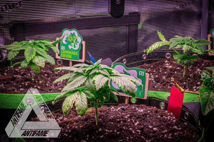 IZI SEEDS - Grandpa Zombie Genetics FemY. Week 3