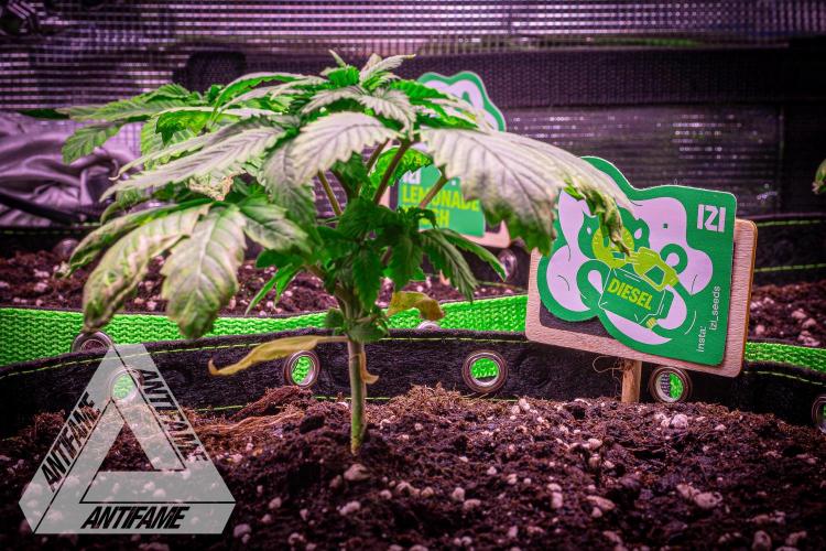 IZI SEEDS - Grandpa Zombie genetics femR. Week 3