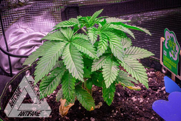 IZI SEEDS - Grandpa Zombie genetics femB. Week 4