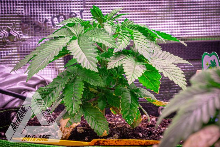 IZI SEEDS - Grandpa Zombie genetics femB. Week 4