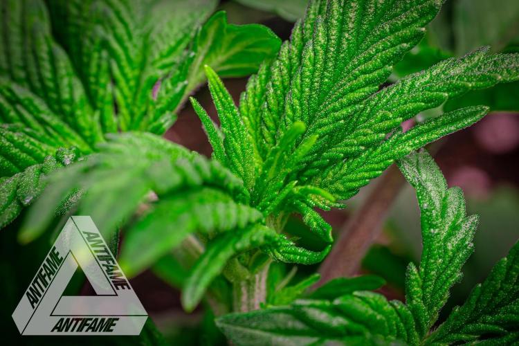 IZI SEEDS - Grandpa Zombie genetics femB. Week 4