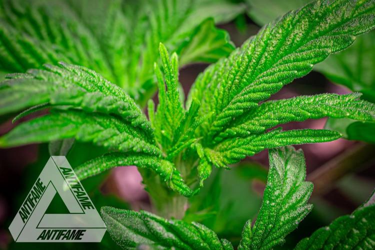 IZI SEEDS - Grandpa Zombie genetics femB. Week 4