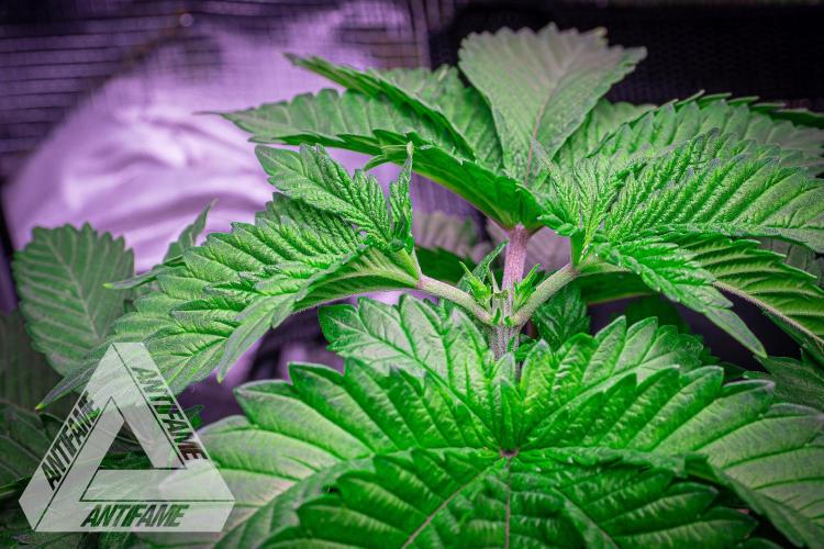 IZI SEEDS - Grandpa Zombie genetics femB. Week 4