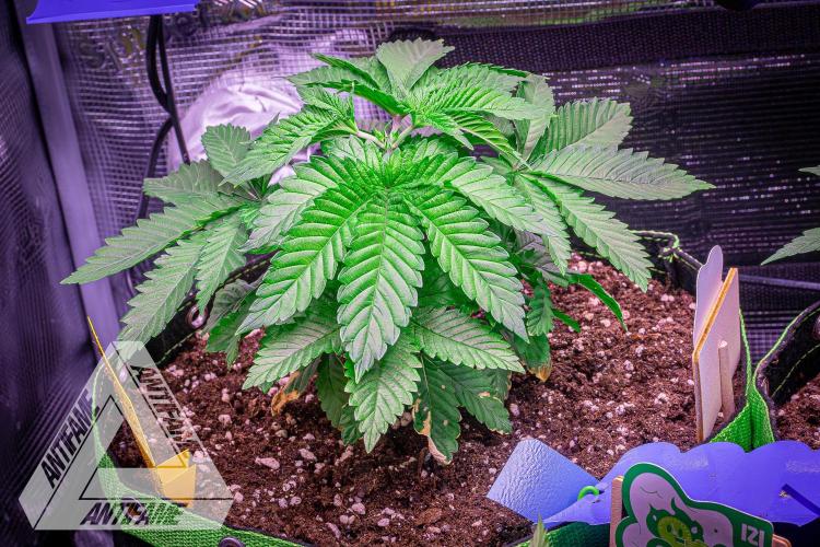 IZI SEEDS - Grandpa Zombie genetics femB. Week 4