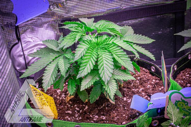 IZI SEEDS - Grandpa Zombie genetics femB. Week 4