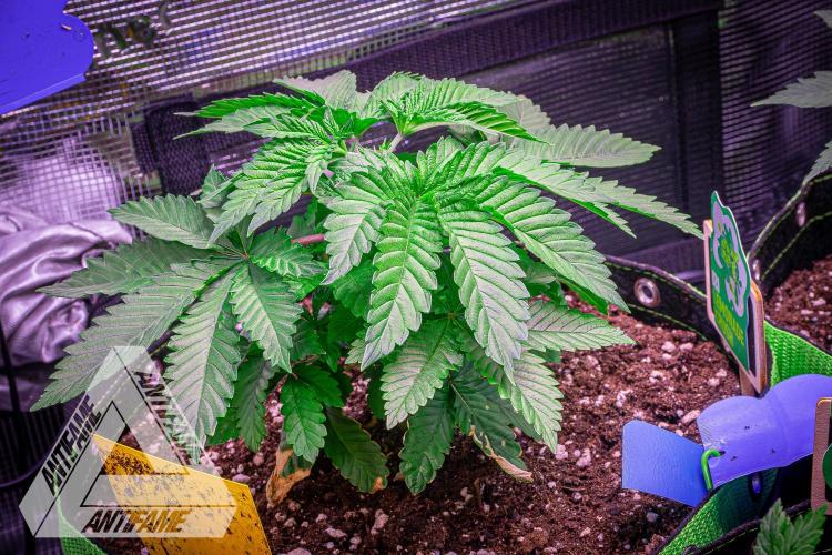 IZI SEEDS - Grandpa Zombie genetics femB. Week 4