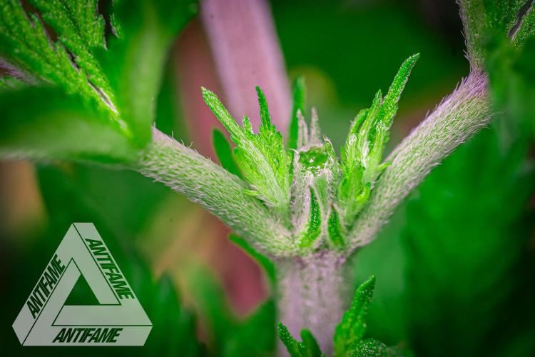 IZI SEEDS - Grandpa Zombie genetics femB. Week 4