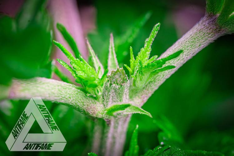 IZI SEEDS - Grandpa Zombie genetics femB. Week 4