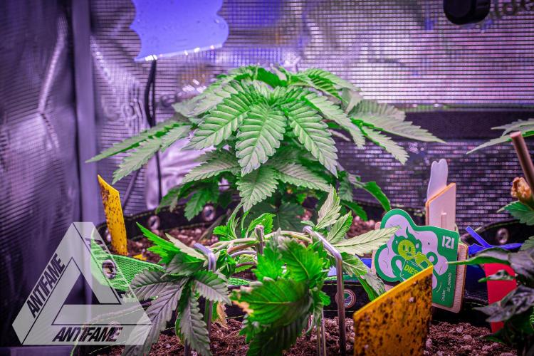 IZI SEEDS - Grandpa Zombie genetics femB. Week 4