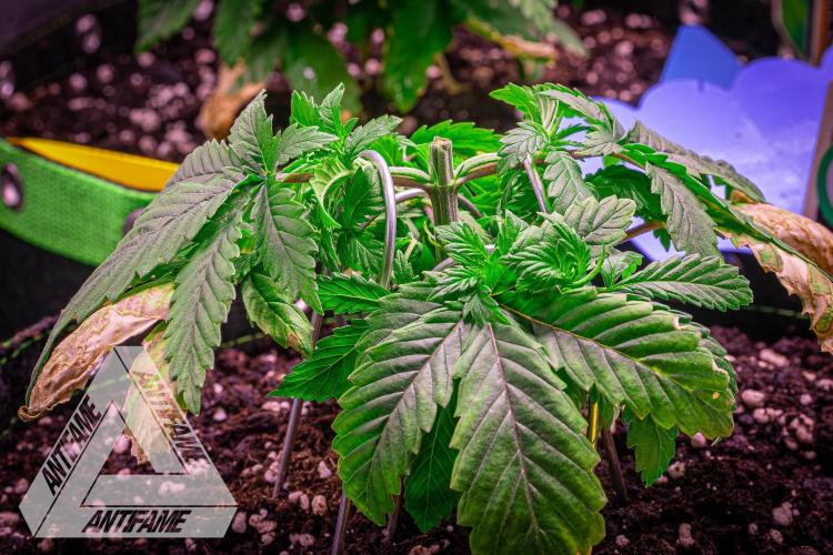 IZI SEEDS - Grandpa Zombie genetics femR. Week 4