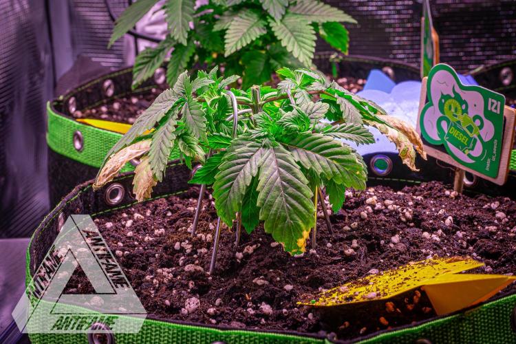 IZI SEEDS - Grandpa Zombie genetics femR. Week 4