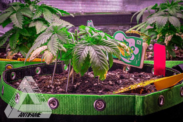 IZI SEEDS - Grandpa Zombie genetics femR. Week 4