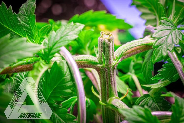 IZI SEEDS - Grandpa Zombie genetics femR. Week 4