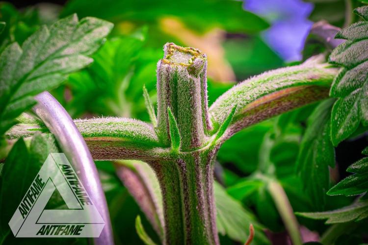 IZI SEEDS - Grandpa Zombie genetics femR. Week 4