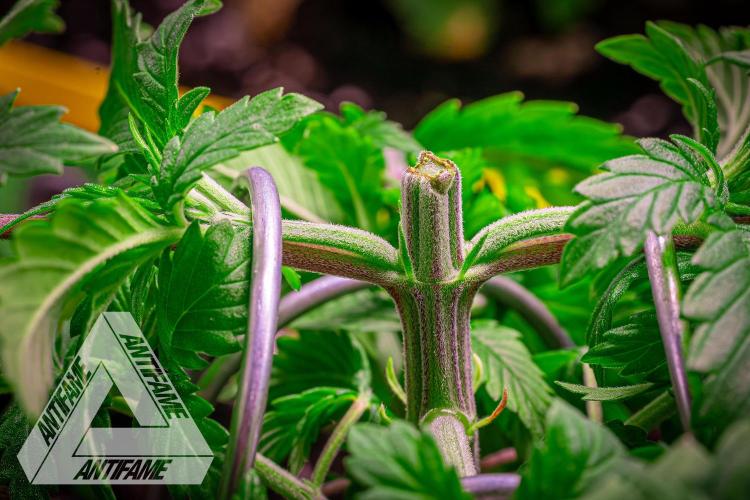 IZI SEEDS - Grandpa Zombie genetics femR. Week 4