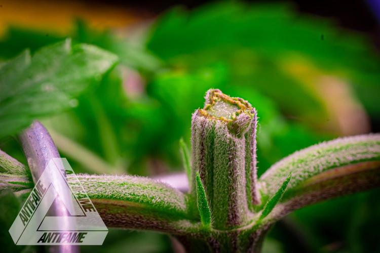 IZI SEEDS - Grandpa Zombie genetics femR. Week 4