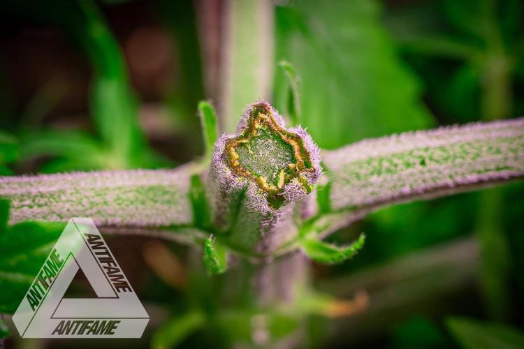 IZI SEEDS - Grandpa Zombie genetics femR. Week 4