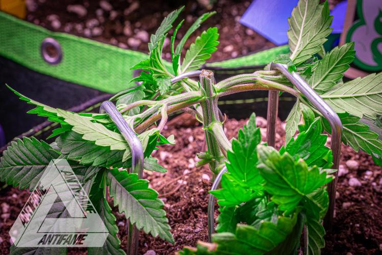 IZI SEEDS - Grandpa Zombie genetics femR. Week 4