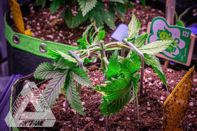 IZI SEEDS - Grandpa Zombie genetics femR. Week 4