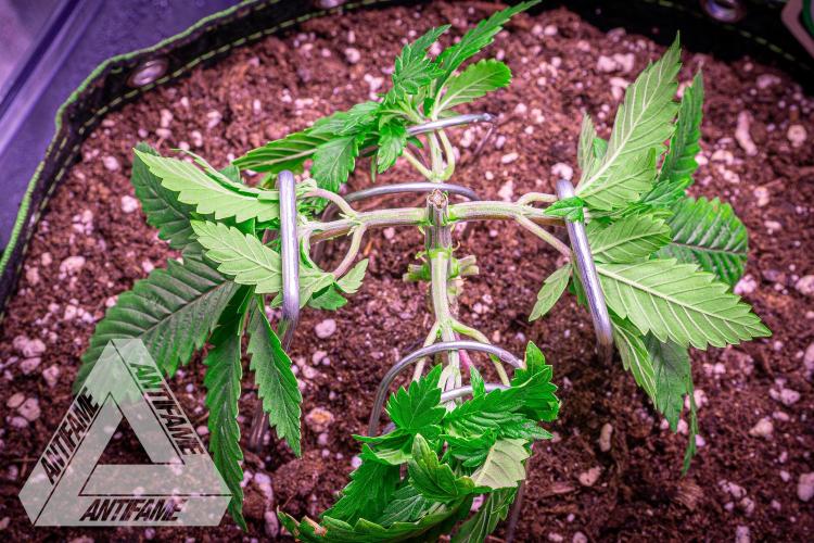 IZI SEEDS - Grandpa Zombie genetics femR. Week 4