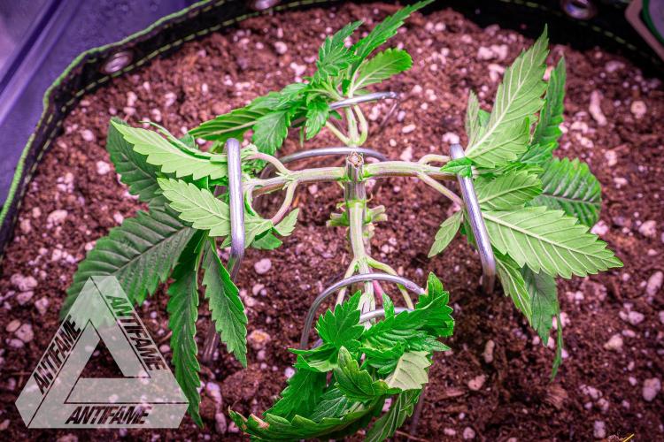 IZI SEEDS - Grandpa Zombie genetics femR. Week 4