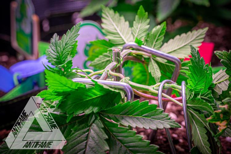 IZI SEEDS - Grandpa Zombie genetics femR. Week 4