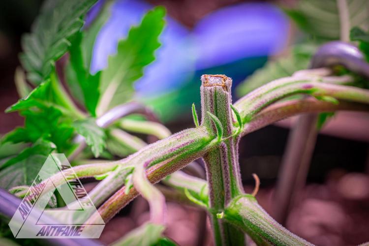 IZI SEEDS - Grandpa Zombie genetics femR. Week 4