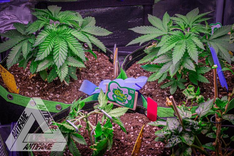 IZI SEEDS - Grandpa Zombie genetics femR. Week 4