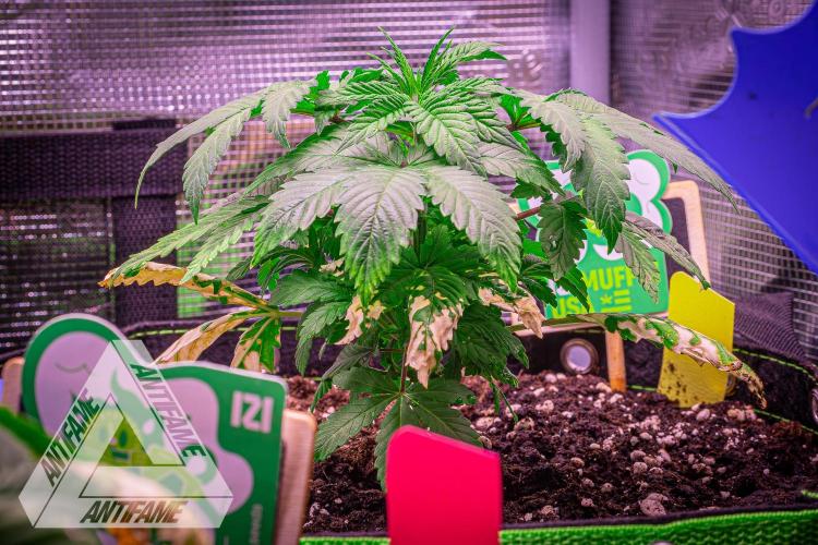 IZI SEEDS - Grandpa Zombie Genetics FemY. Week 4