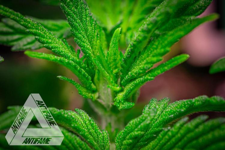 IZI SEEDS - Grandpa Zombie Genetics FemY. Week 4