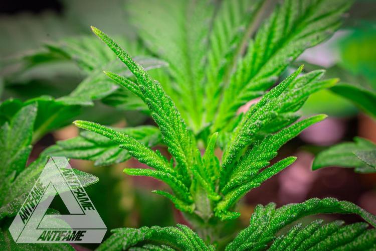 IZI SEEDS - Grandpa Zombie Genetics FemY. Week 4