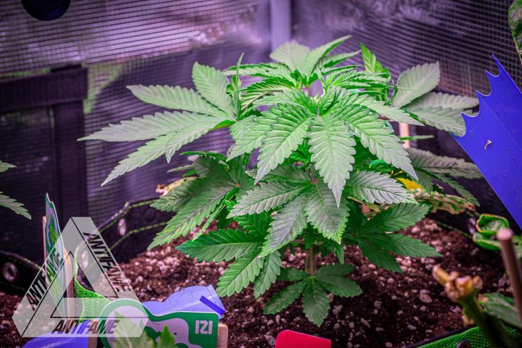 IZI SEEDS - Grandpa Zombie Genetics FemY. Week 4