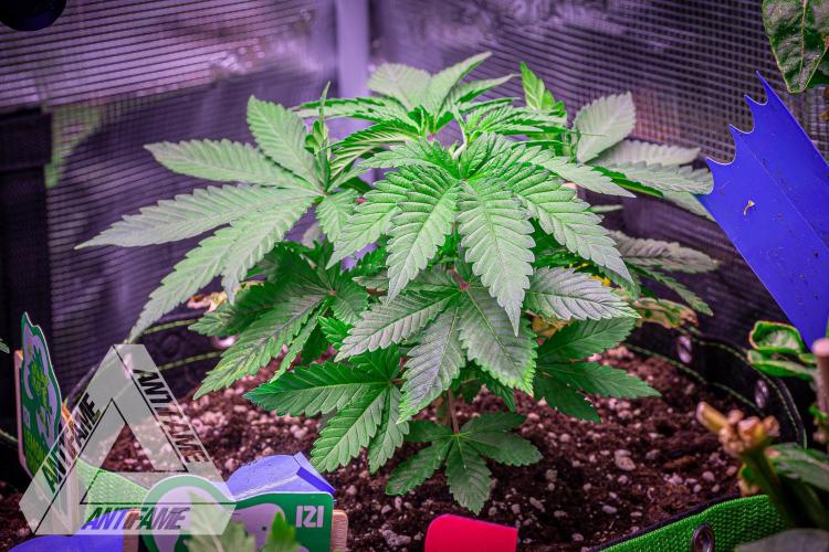 IZI SEEDS - Grandpa Zombie Genetics FemY. Week 4