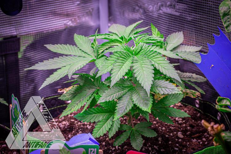 IZI SEEDS - Grandpa Zombie Genetics FemY. Week 4