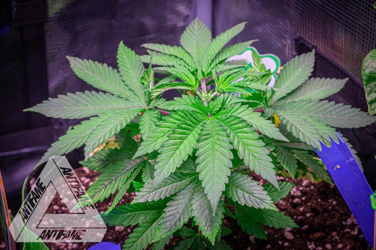 IZI SEEDS - Grandpa Zombie Genetics FemY. Week 4