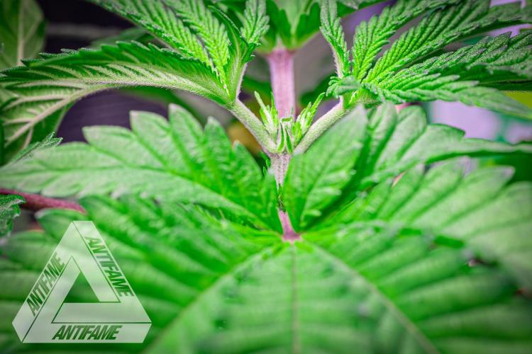 IZI SEEDS - Grandpa Zombie Genetics FemY. Week 4