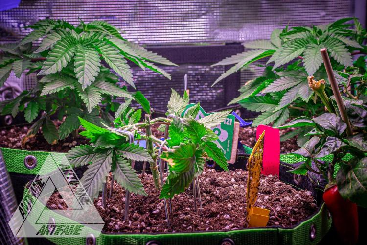 IZI SEEDS - Grandpa Zombie Genetics FemY. Week 4