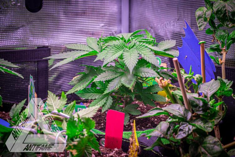 IZI SEEDS - Grandpa Zombie Genetics FemY. Week 4