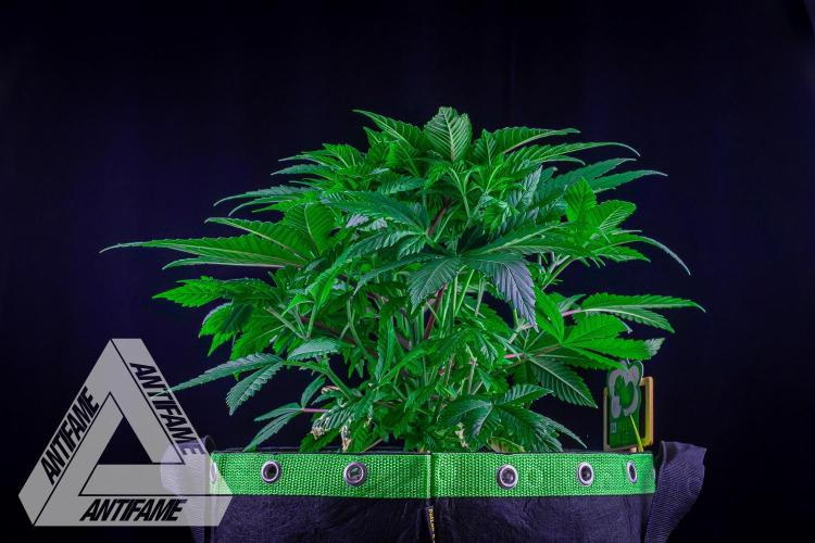 IZI SEEDS - Grandpa Zombie Genetics FemY. Week 5