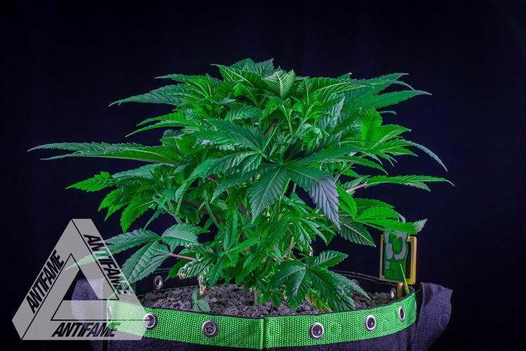 IZI SEEDS - Grandpa Zombie Genetics FemY. Week 5