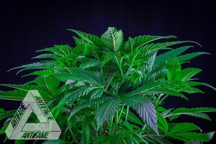 IZI SEEDS - Grandpa Zombie Genetics FemY. Week 5