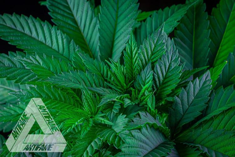 IZI SEEDS - Grandpa Zombie Genetics FemY. Week 5