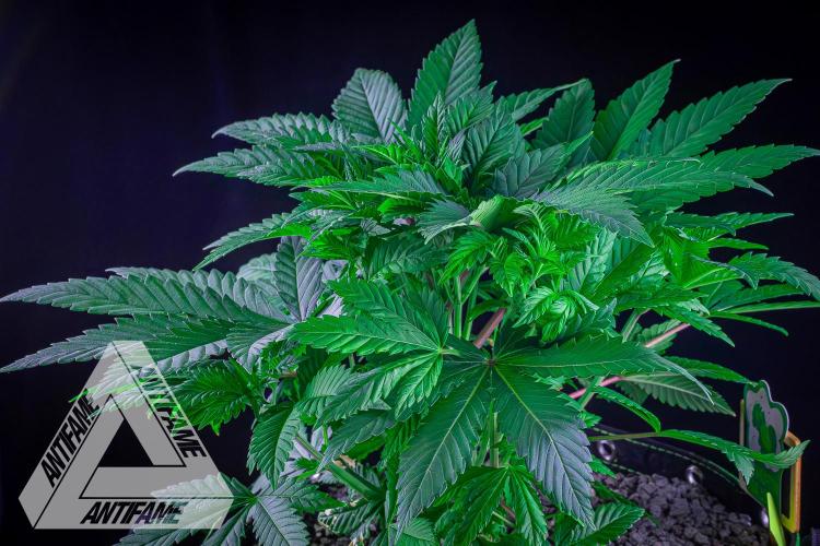 IZI SEEDS - Grandpa Zombie Genetics FemY. Week 5