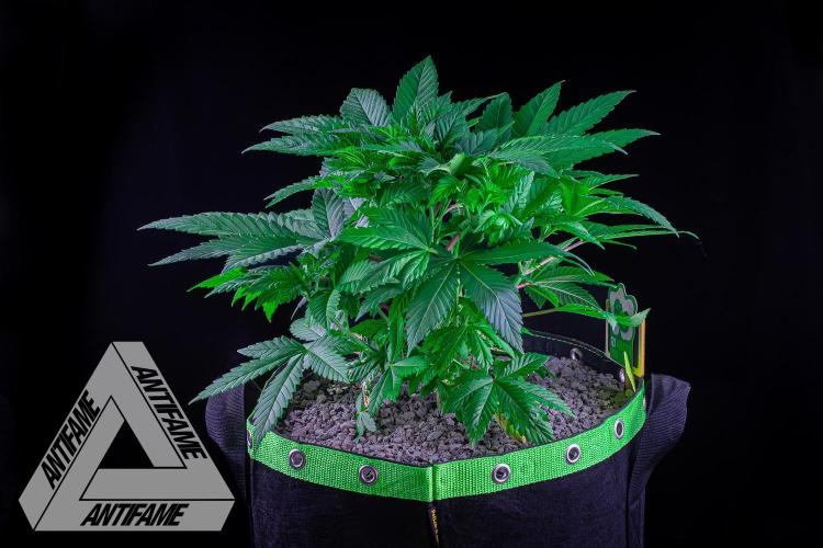 IZI SEEDS - Grandpa Zombie Genetics FemY. Week 5