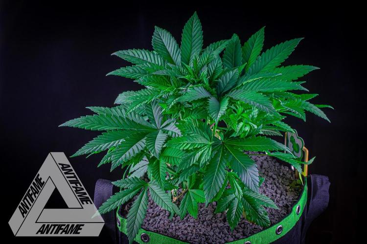 IZI SEEDS - Grandpa Zombie Genetics FemY. Week 5