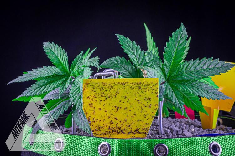 IZI SEEDS - Grandpa Zombie genetics femR. Week 5