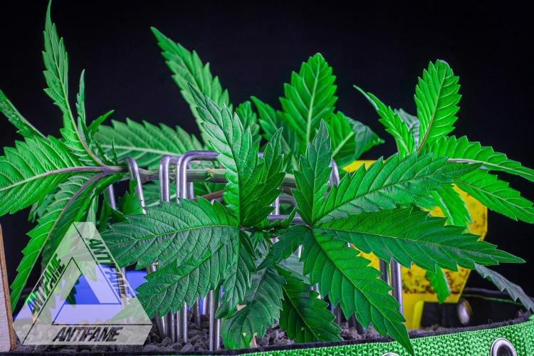 IZI SEEDS - Grandpa Zombie genetics femR. Week 5